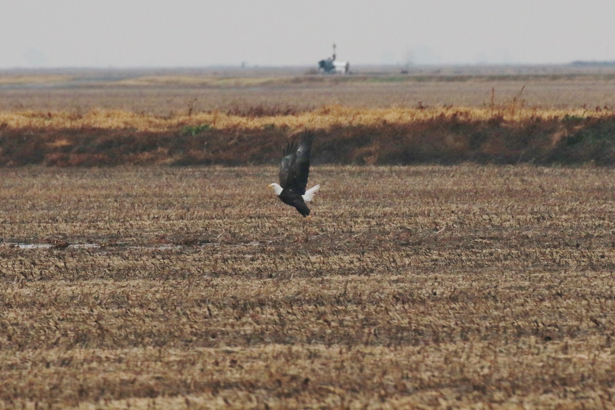 Weißkopf-Seeadler - ML390118431