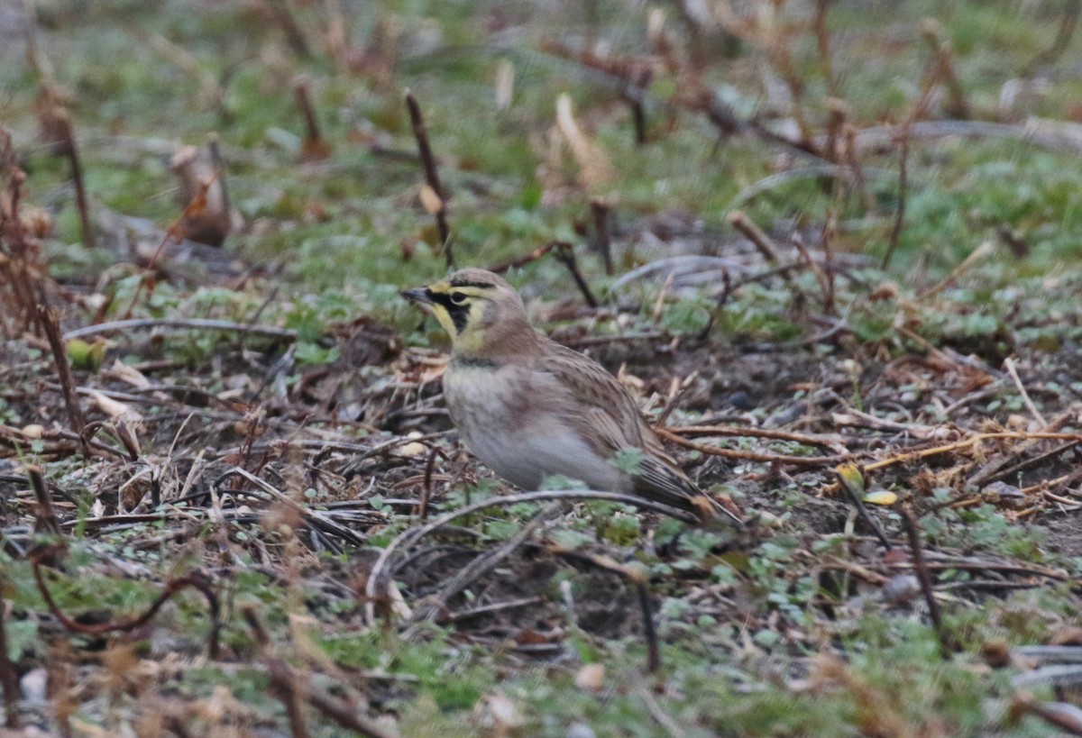 Horned Lark - ML390118501