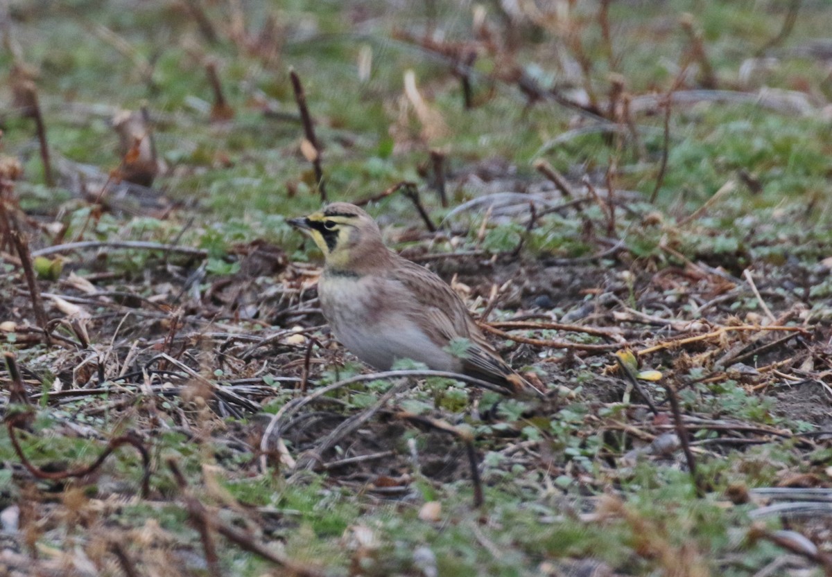 Horned Lark - ML390118511