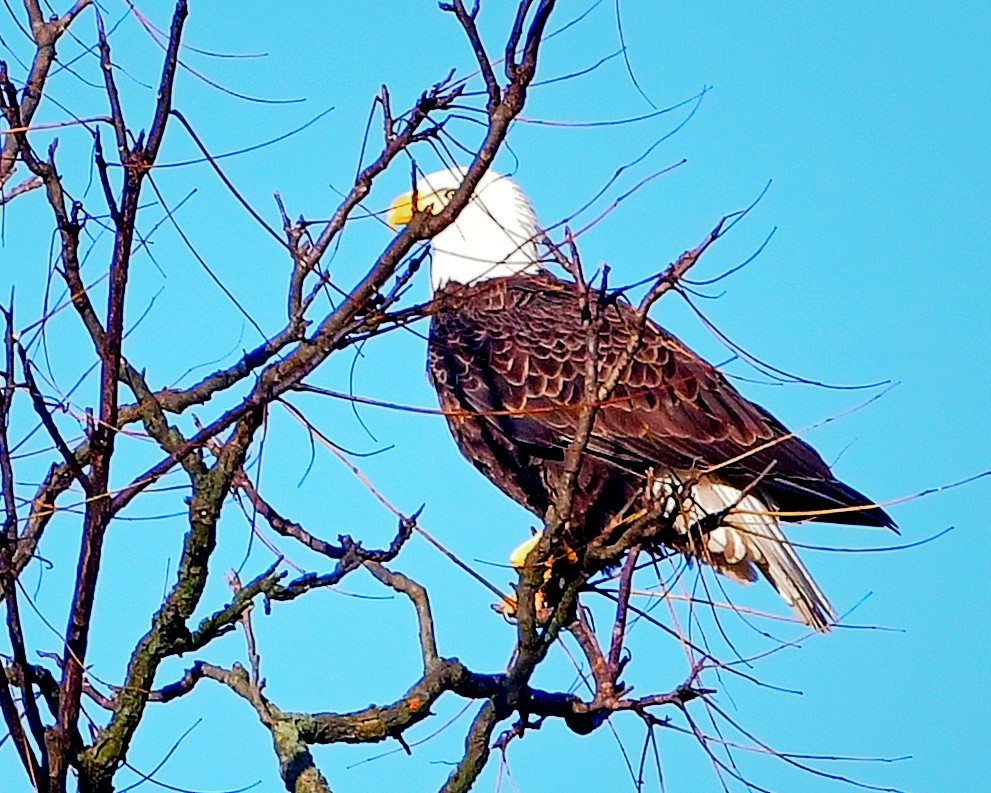 Bald Eagle - ML390119531