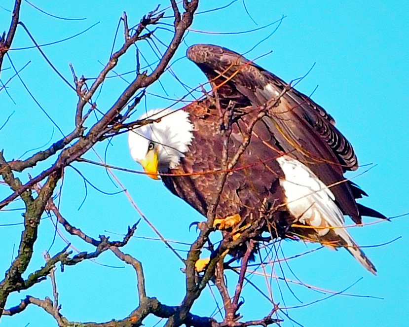 Bald Eagle - ML390119541