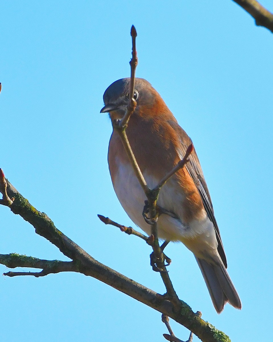 Eastern Bluebird - Friends of Exton Park Data