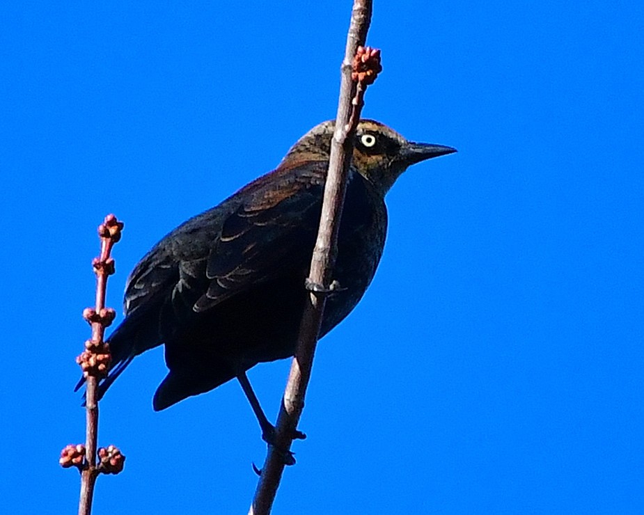 Rusty Blackbird - ML390119691