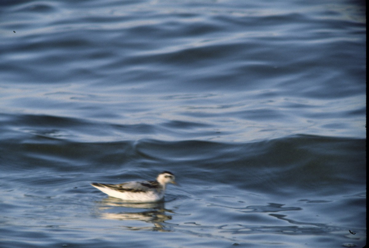 polarsvømmesnipe - ML390120011