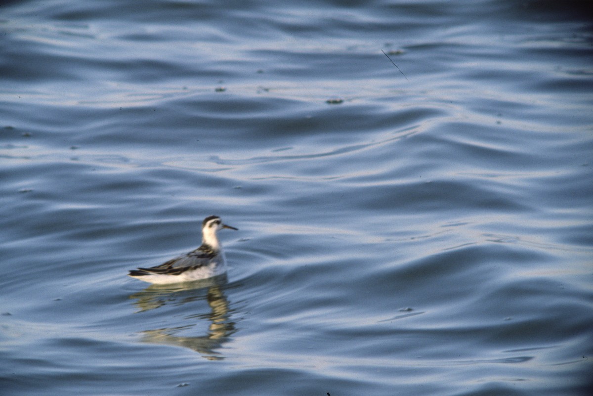 Red Phalarope - David Lambeth