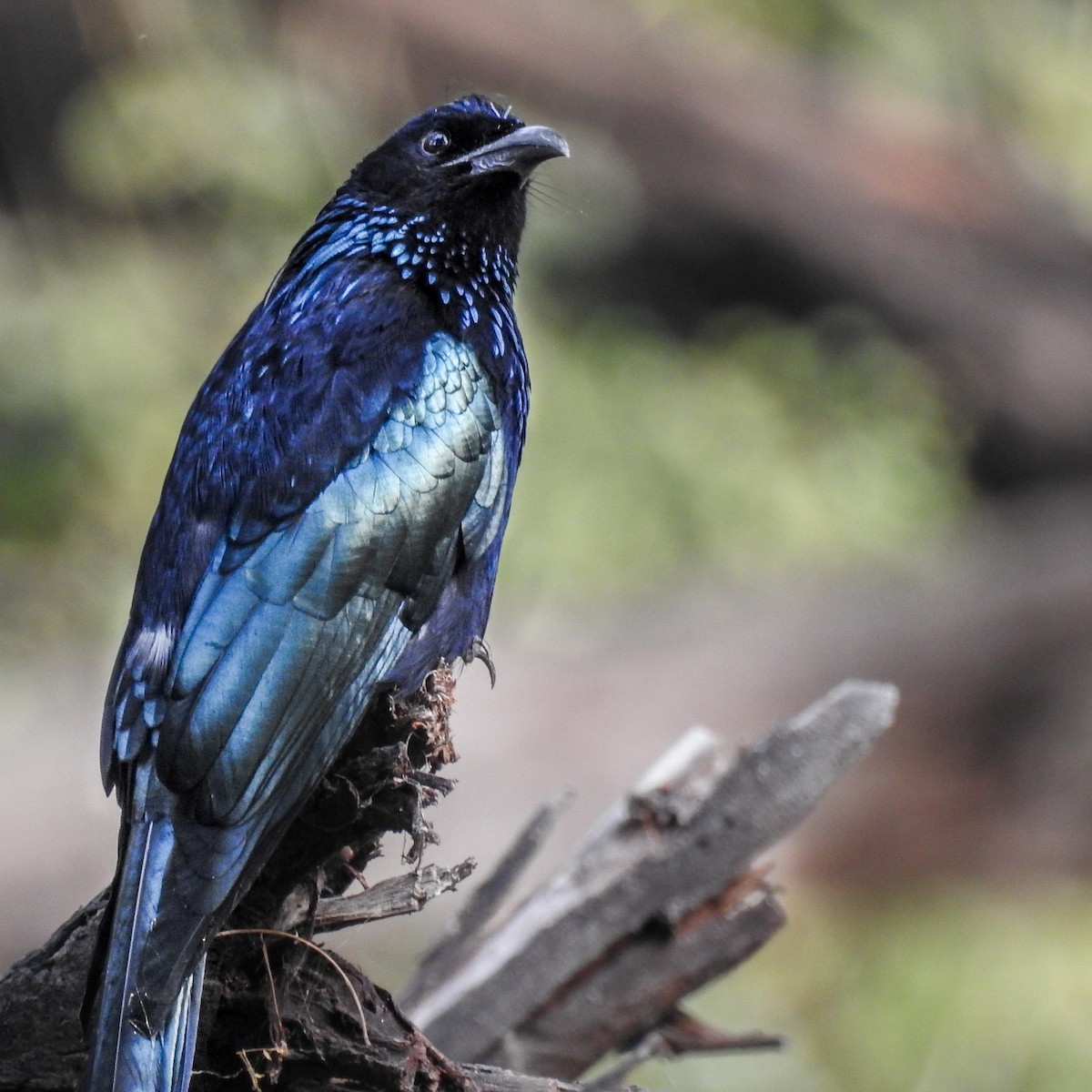 Hair-crested Drongo - Shantanu Majumdar