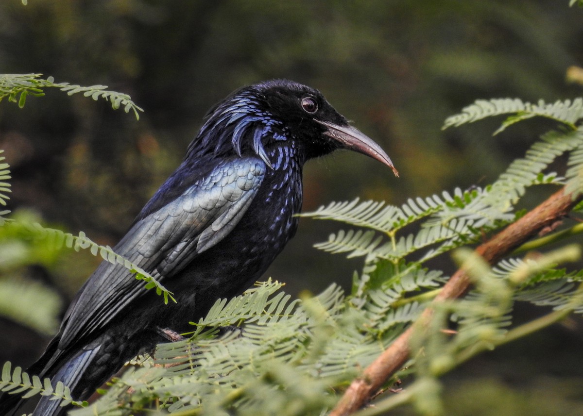 Hair-crested Drongo - ML390121321