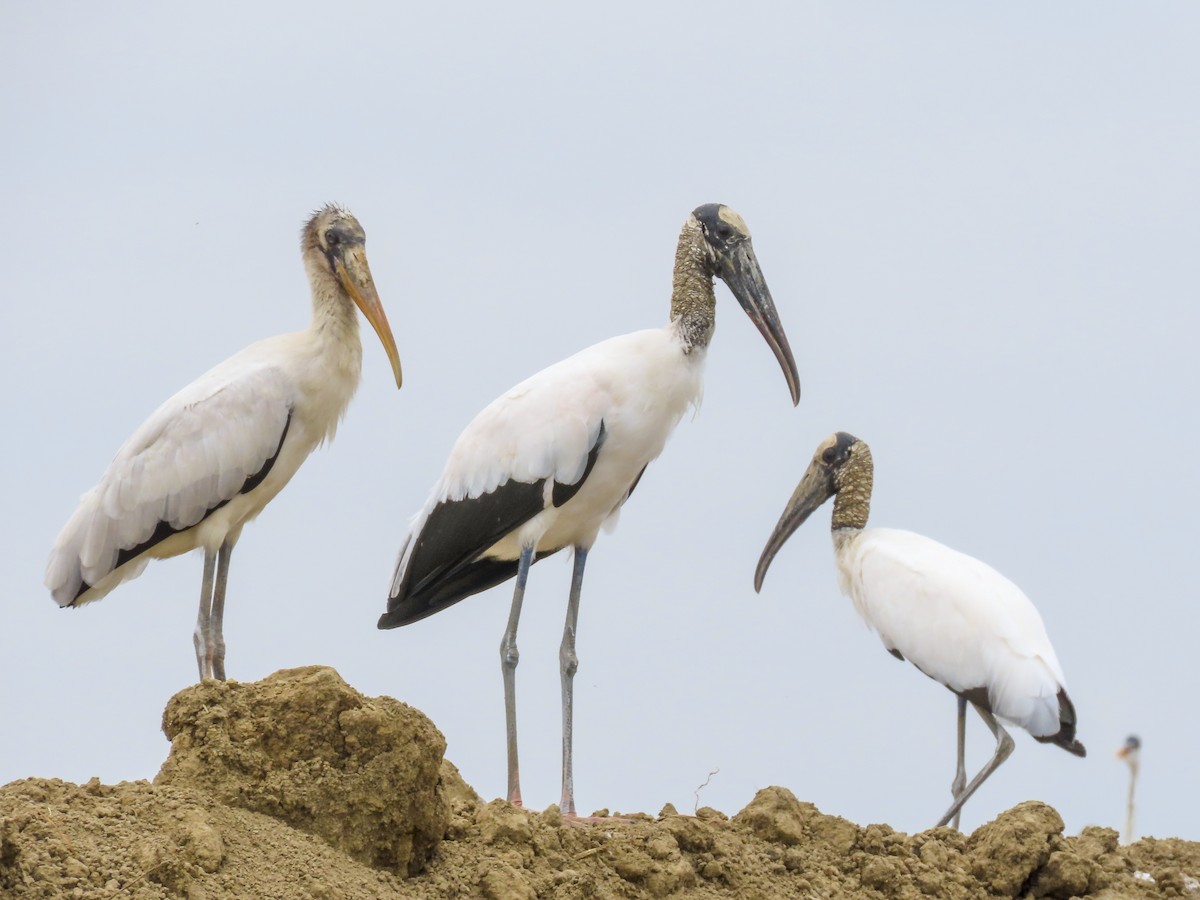 Wood Stork - ML390121801