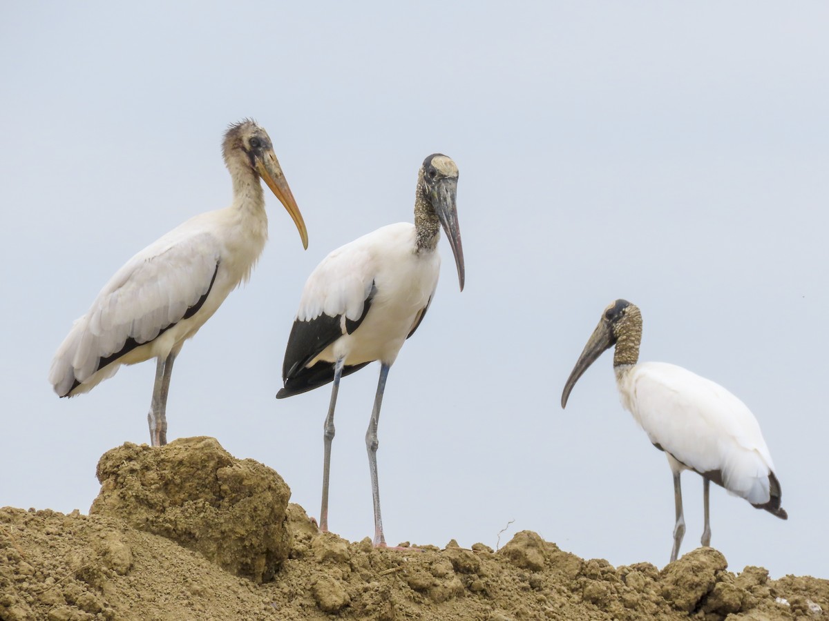 Wood Stork - ML390121821