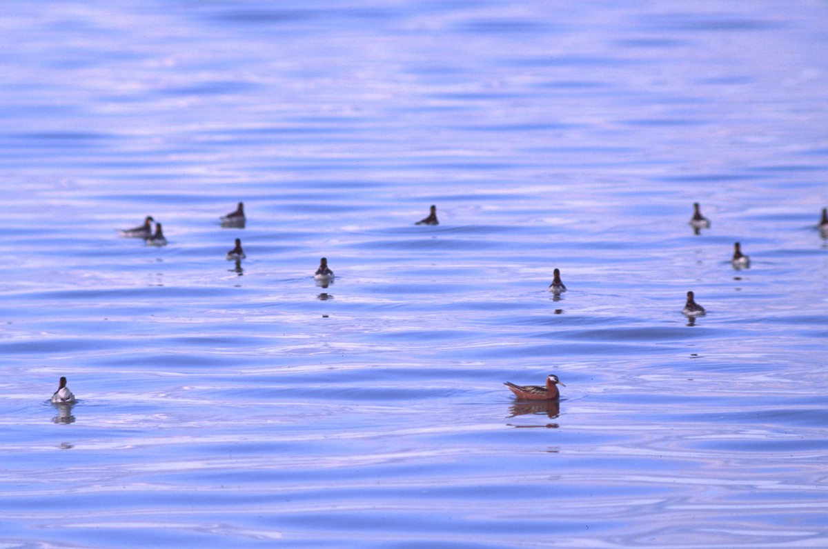 Red Phalarope - David Lambeth