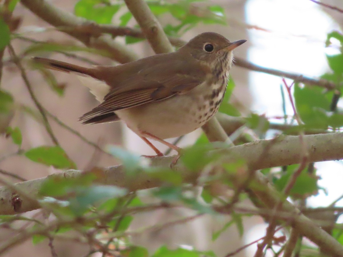 Hermit Thrush - ML390123401