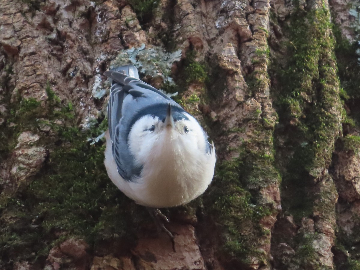 White-breasted Nuthatch - ML390123441