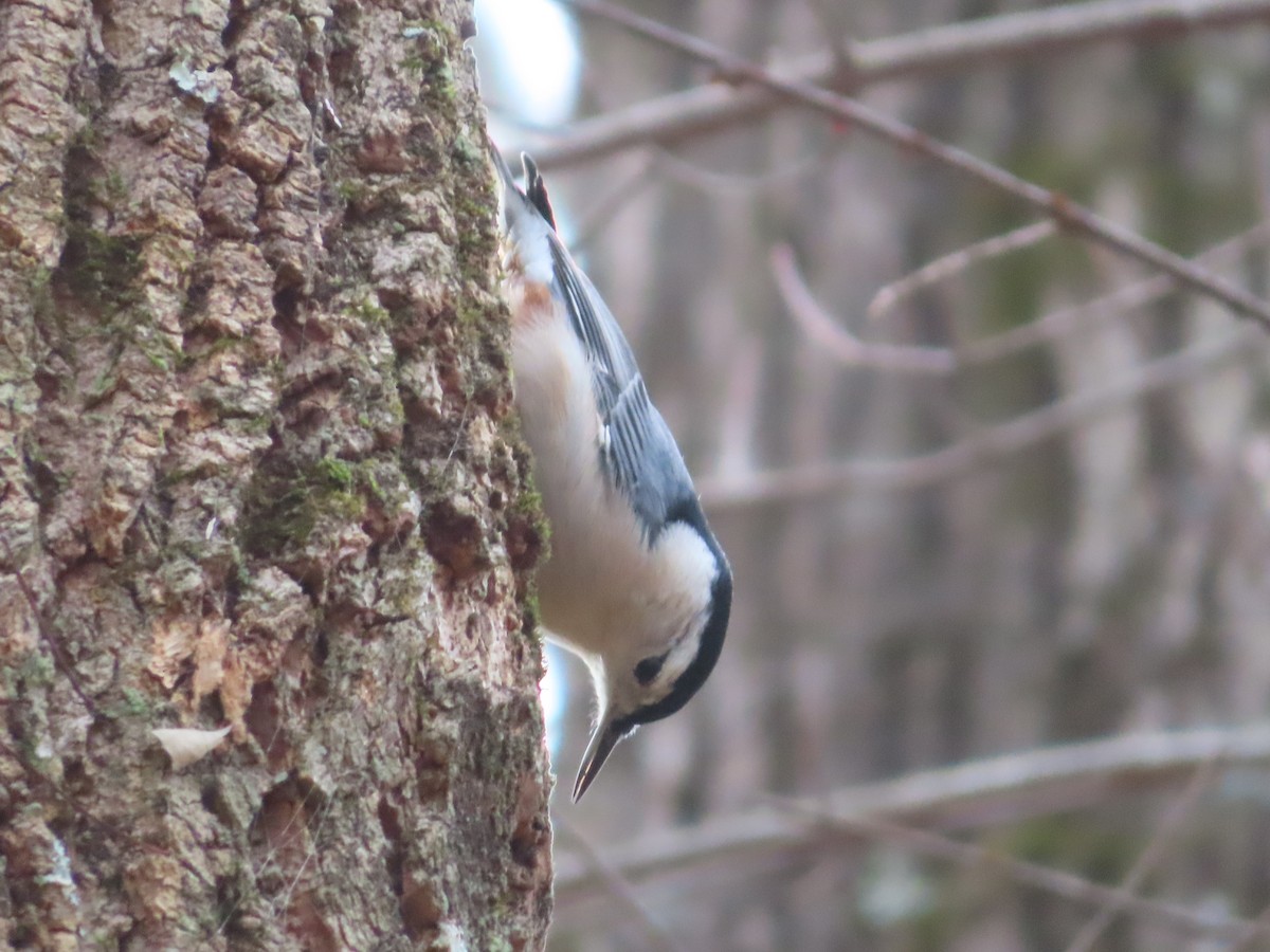 White-breasted Nuthatch - ML390123471