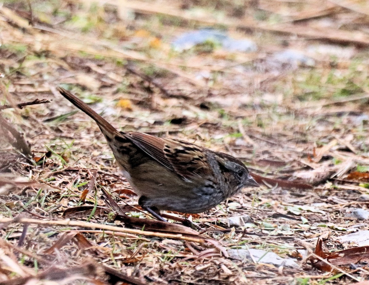 Swamp Sparrow - ML390125951