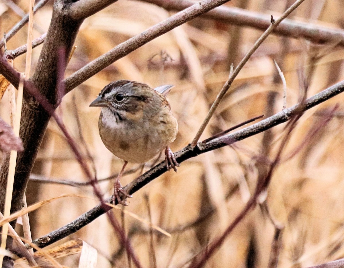 Swamp Sparrow - ML390125991