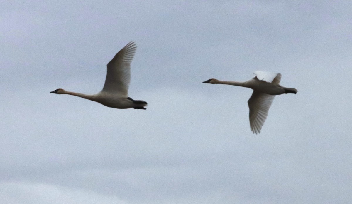 Trumpeter Swan - John Diener