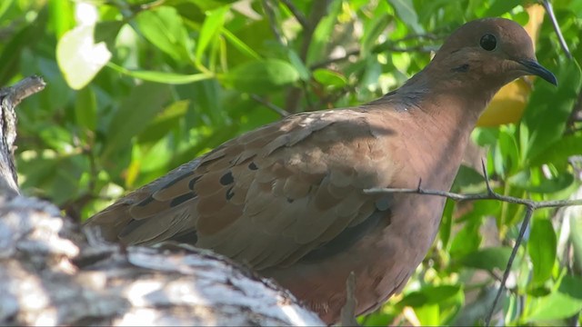 Zenaida Dove - ML390129341