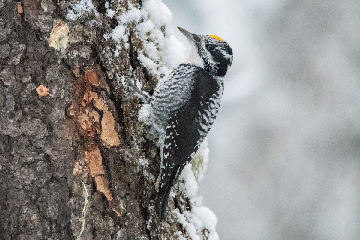 American Three-toed Woodpecker - ML390129621