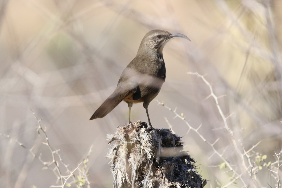 California Thrasher - ML390131511