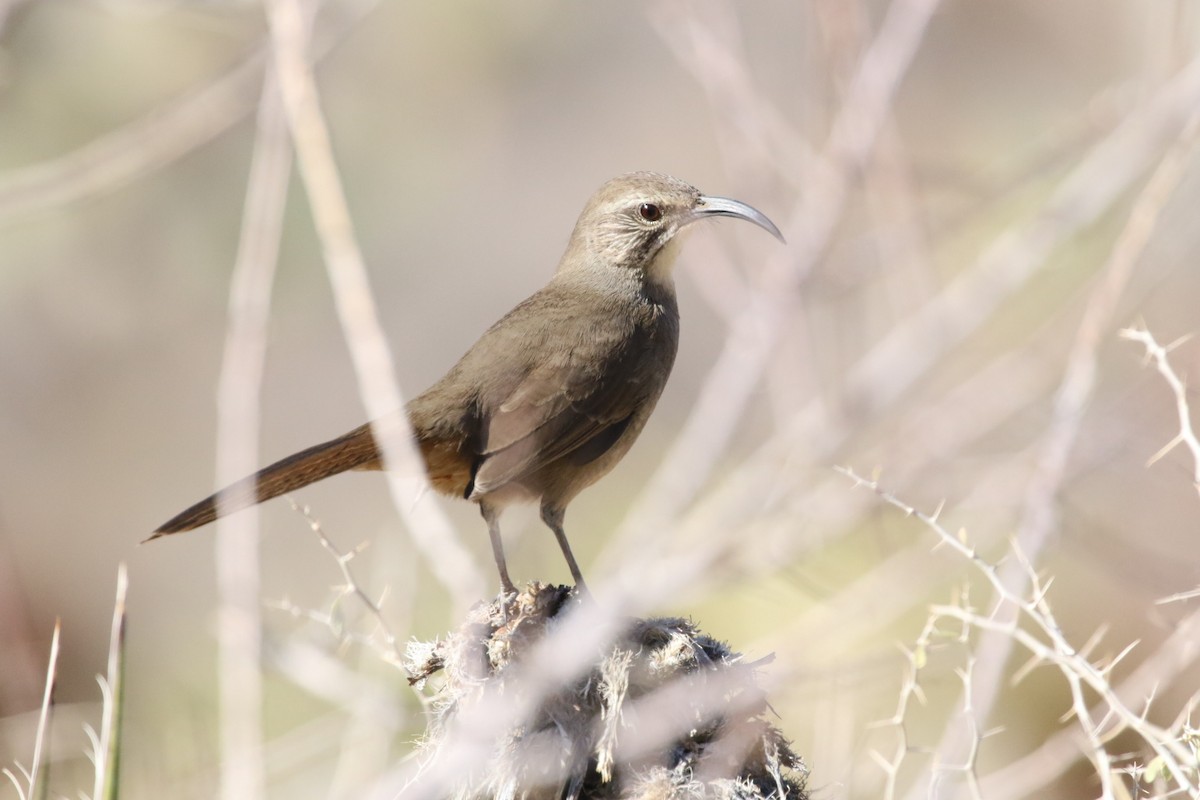 California Thrasher - Krista Oswald