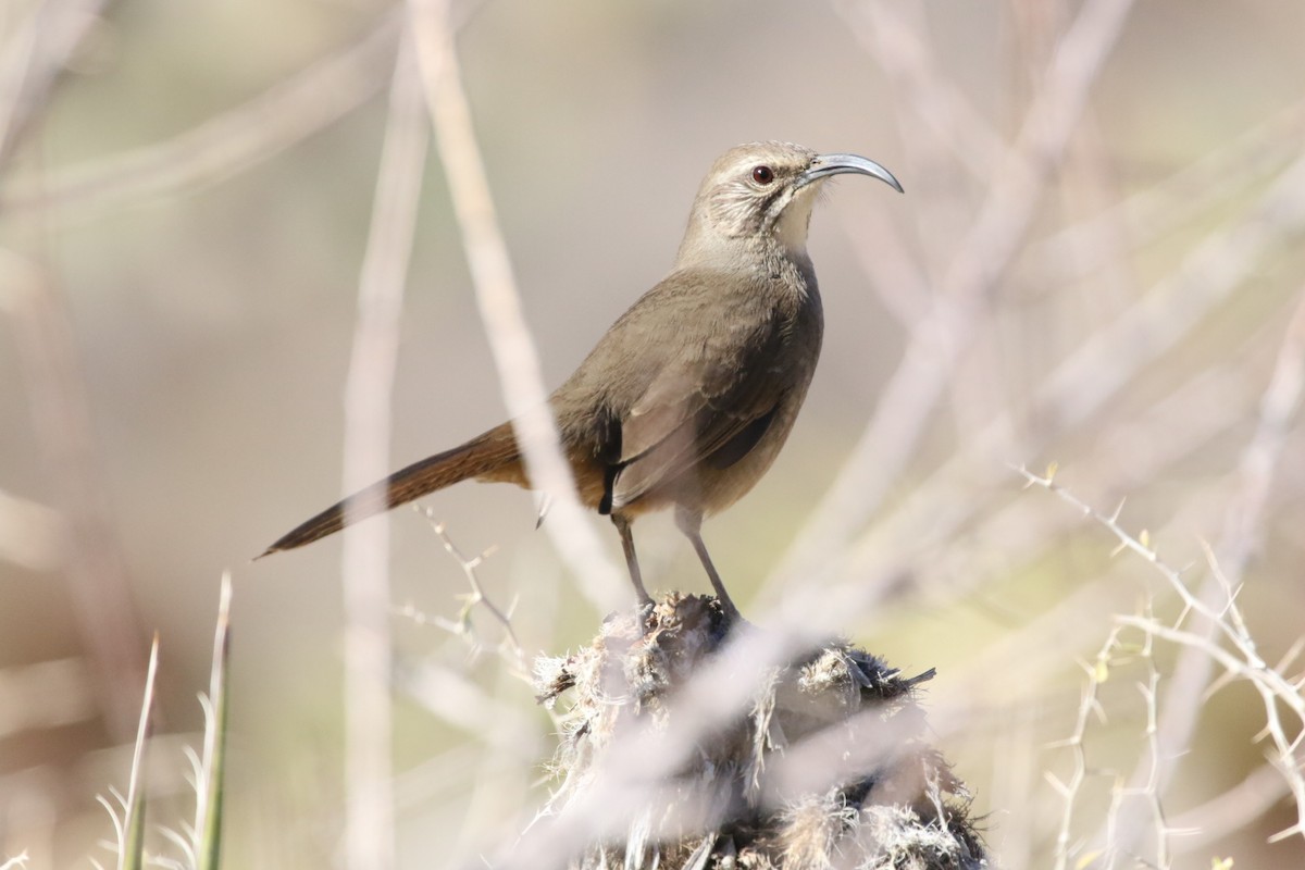 California Thrasher - Krista Oswald