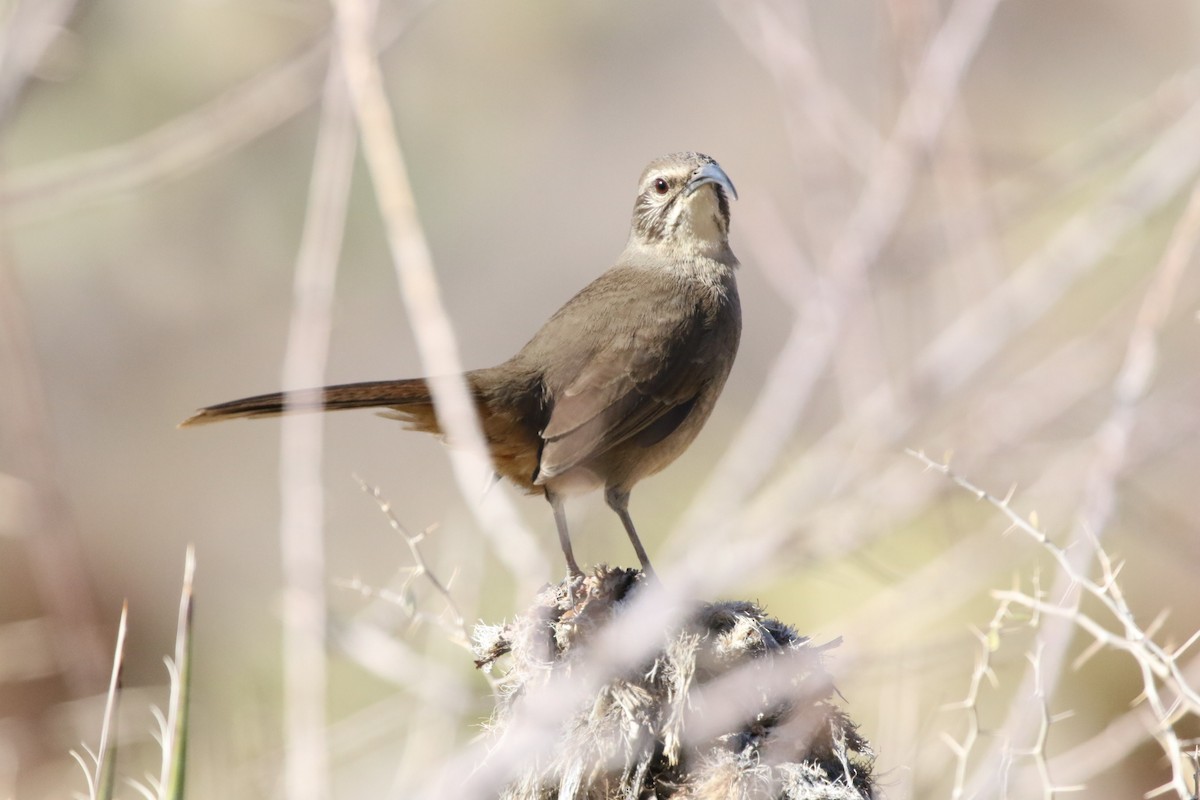 California Thrasher - Krista Oswald