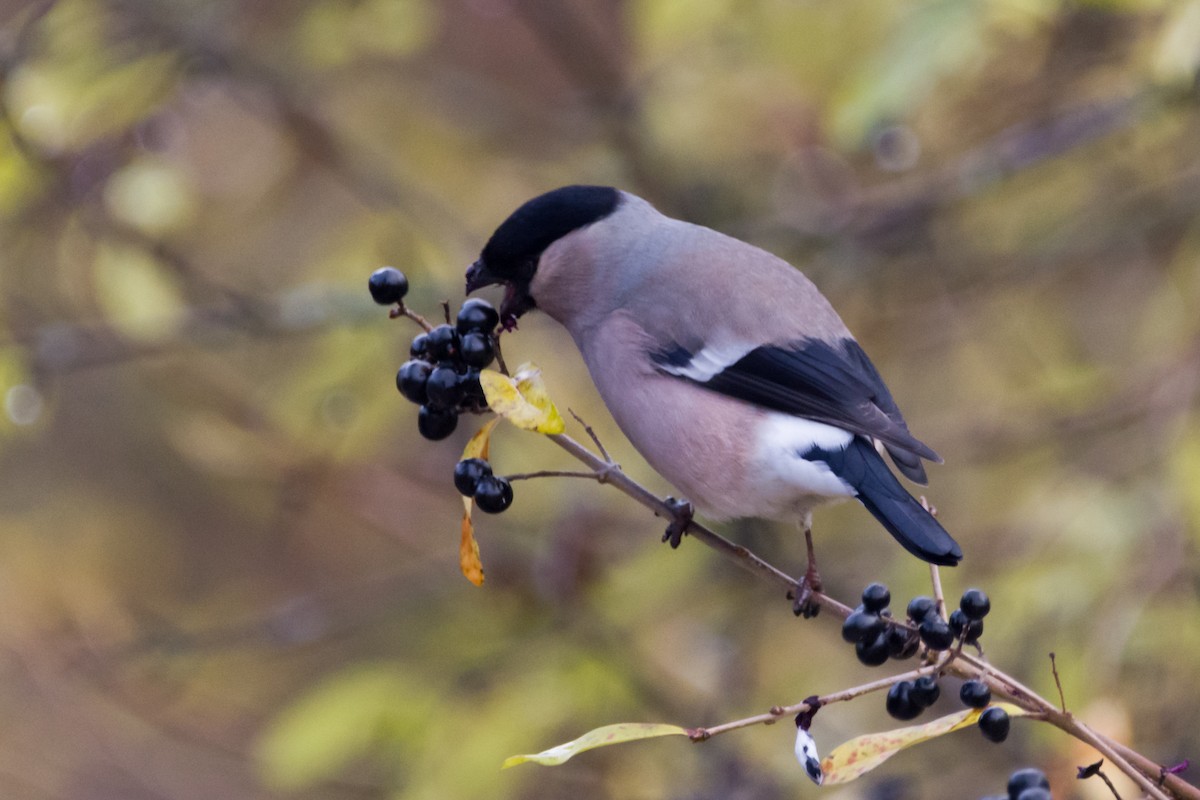 Eurasian Bullfinch - ML390137671