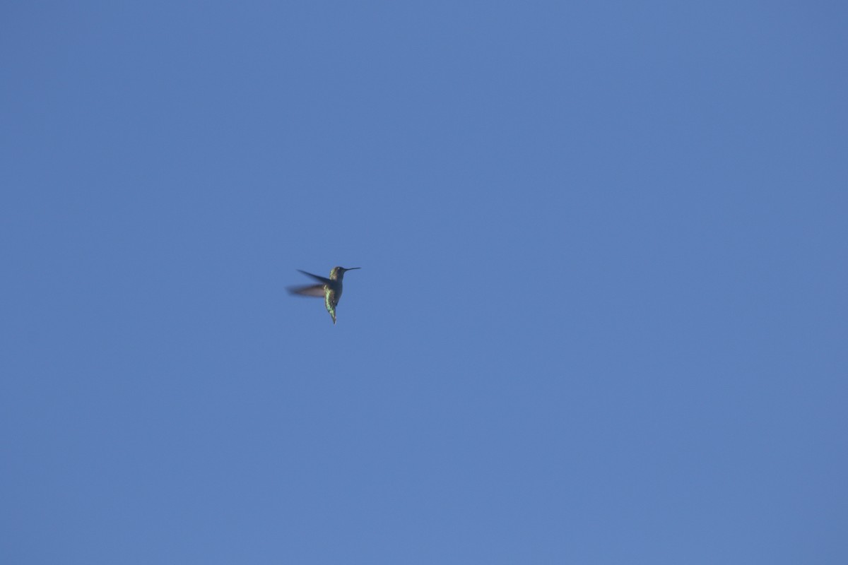 Anna's Hummingbird - ML390137871