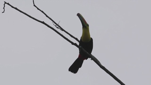 Toucan à carène - ML390138031