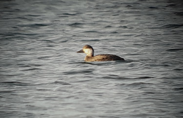 Common Scoter - ML390138271