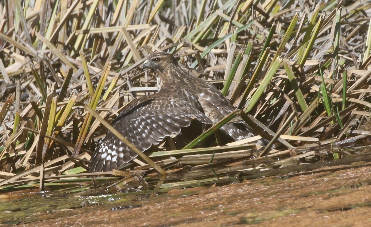 Red-shouldered Hawk - ML390139051