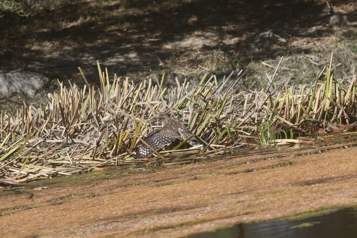 Red-shouldered Hawk - ML390139091