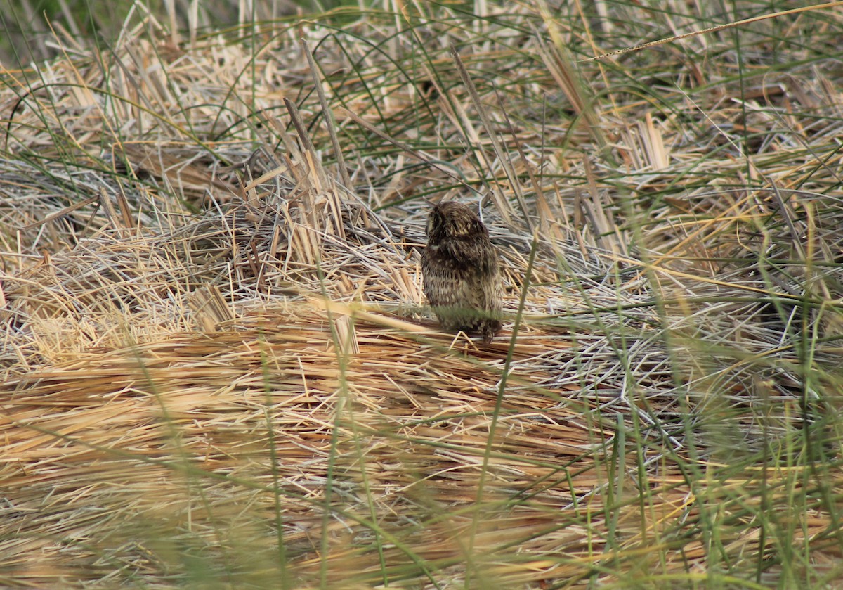 Short-eared Owl - ML390141731