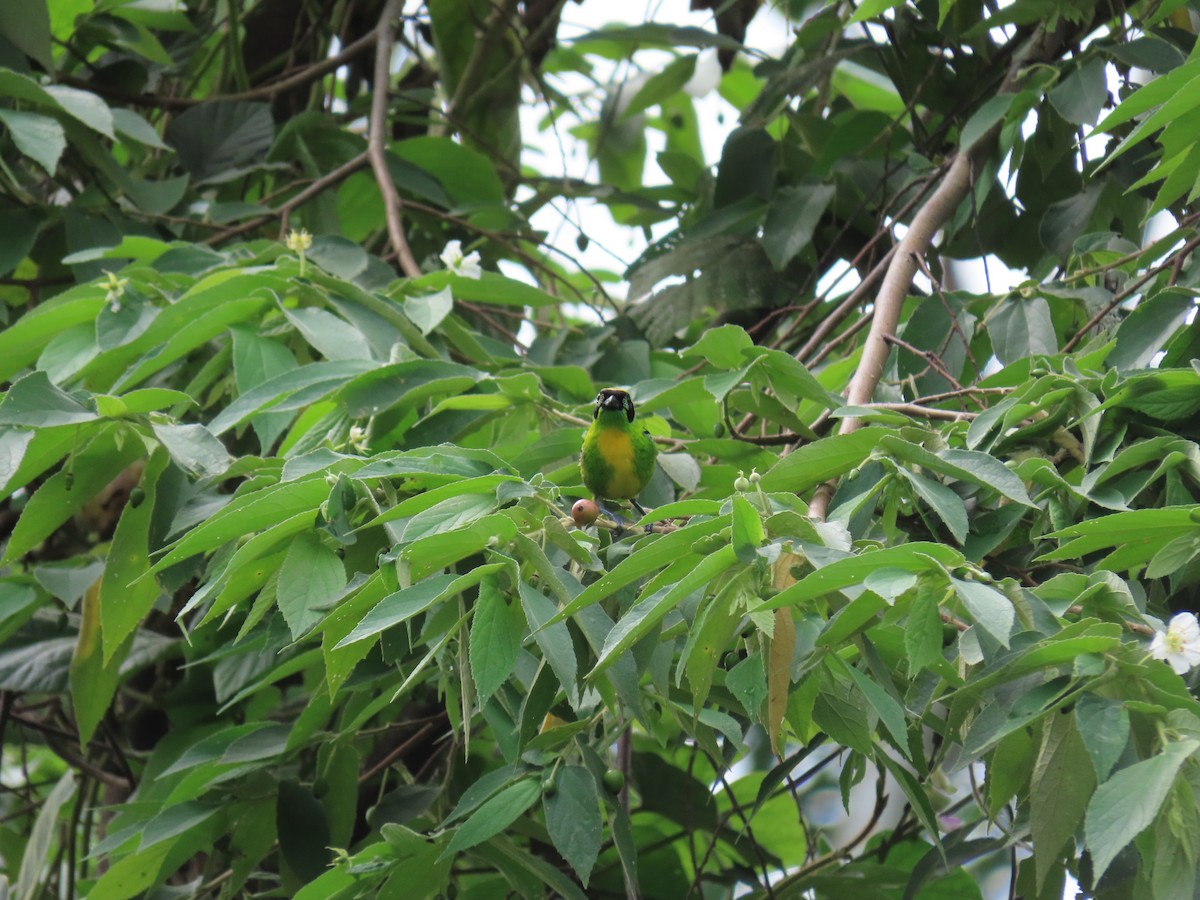 Green-and-gold Tanager - ML390141991