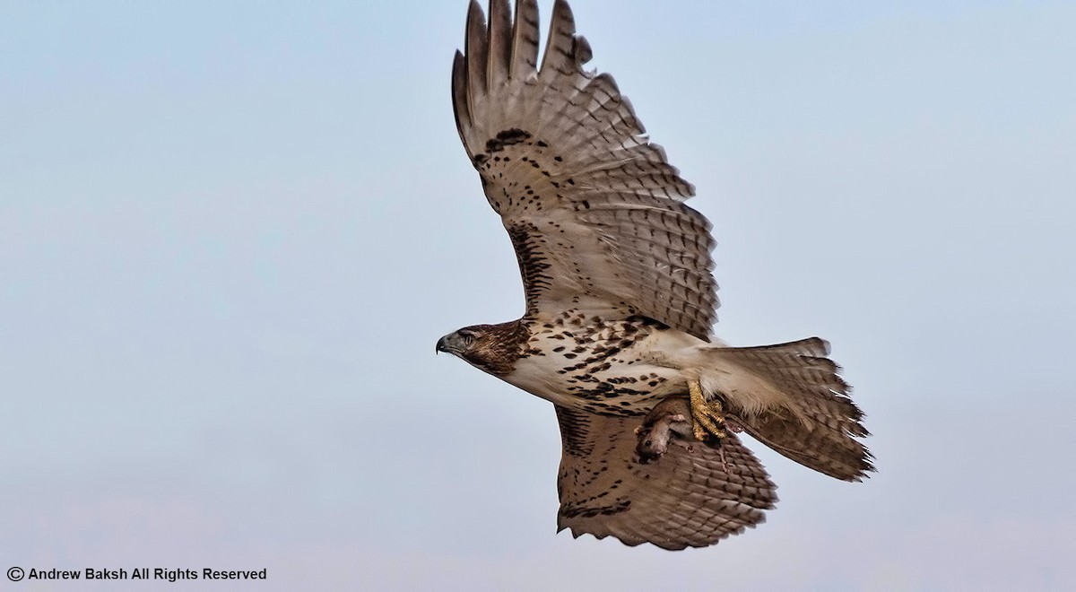 Red-tailed Hawk - ML390142211