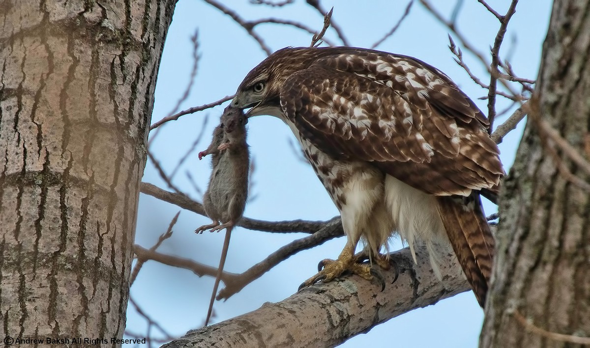 Red-tailed Hawk - ML390142221
