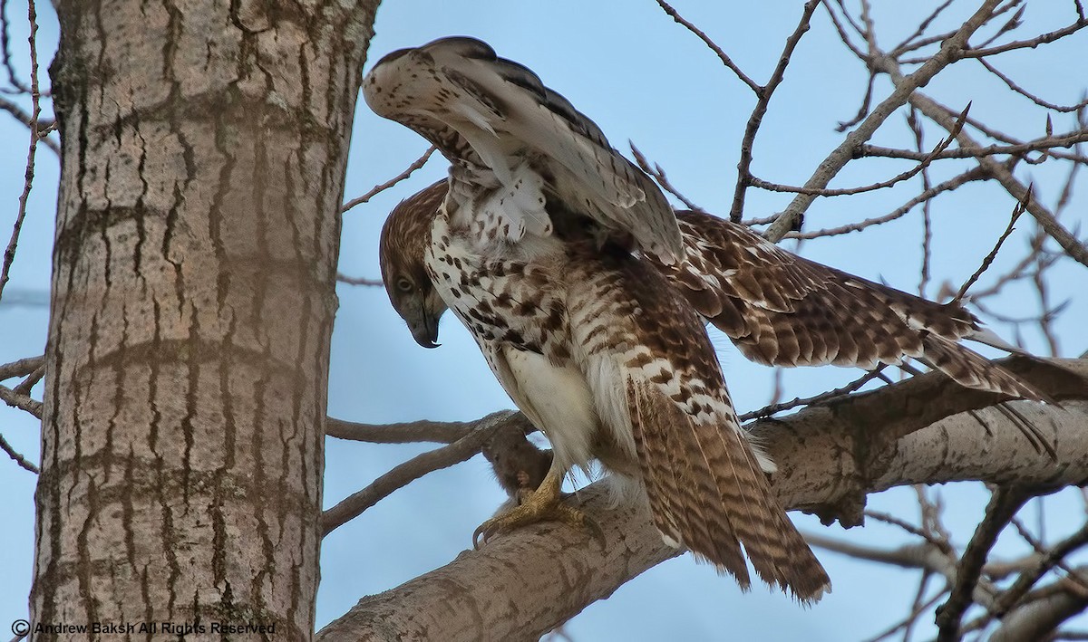 Red-tailed Hawk - ML390142231