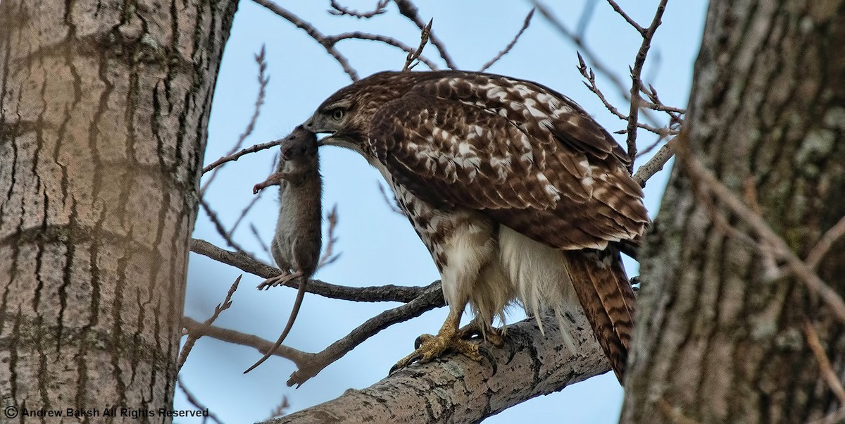 Red-tailed Hawk - ML390142311