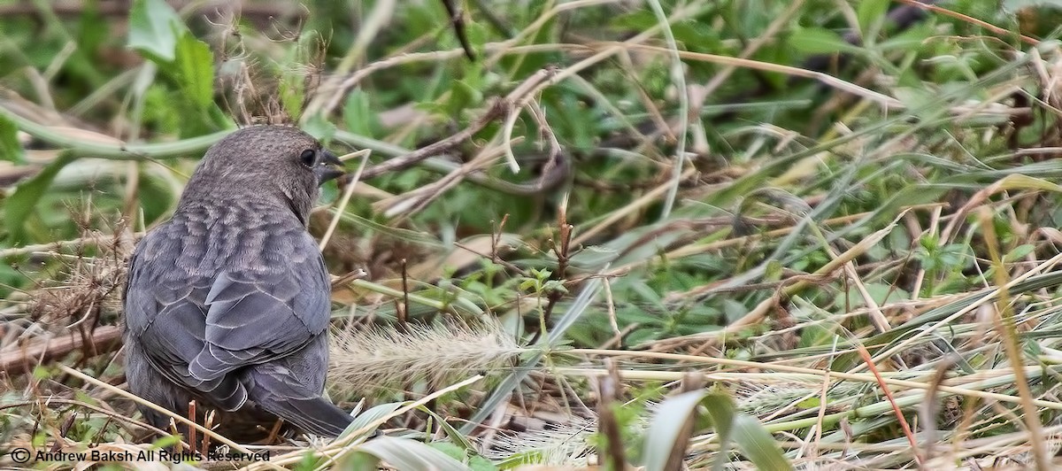 Brown-headed Cowbird - ML390142681