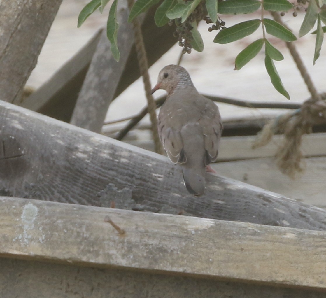 Common Ground Dove - ML390144121