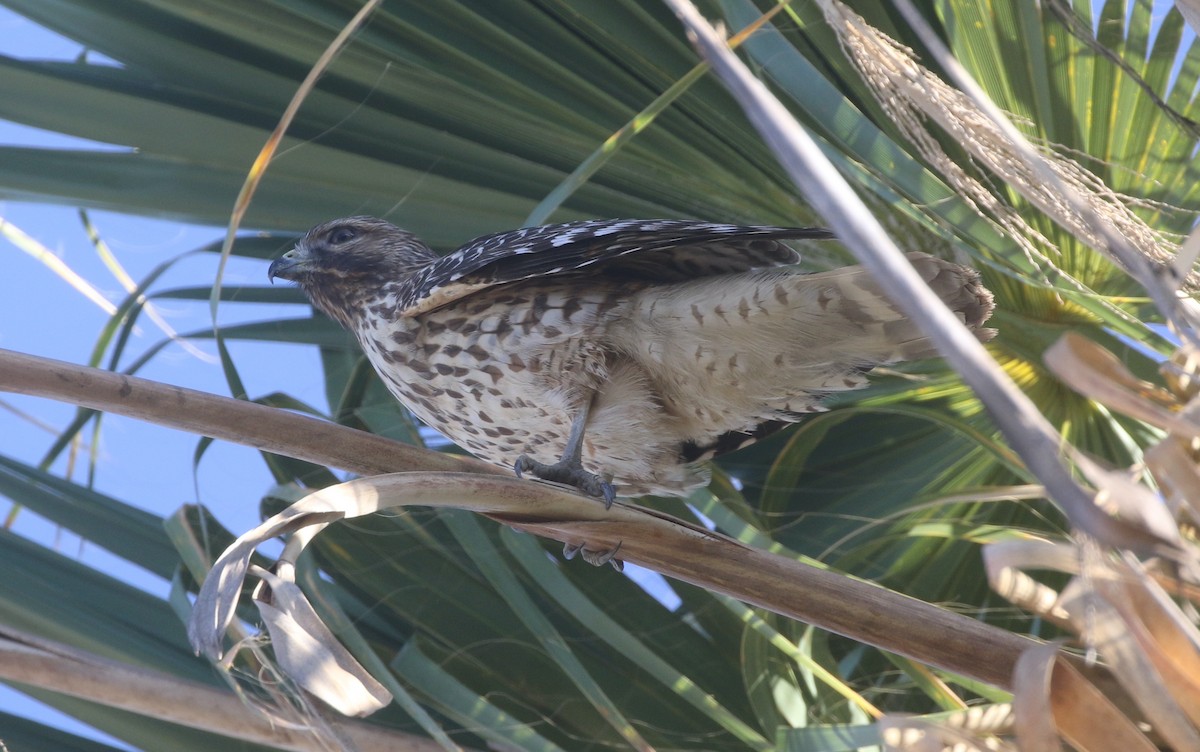 Red-shouldered Hawk - ML390144821