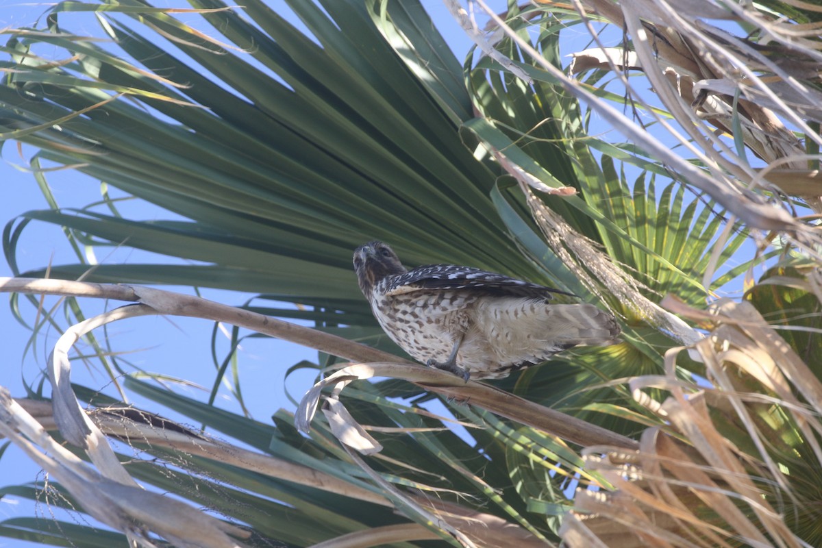 Red-shouldered Hawk - logan kahle