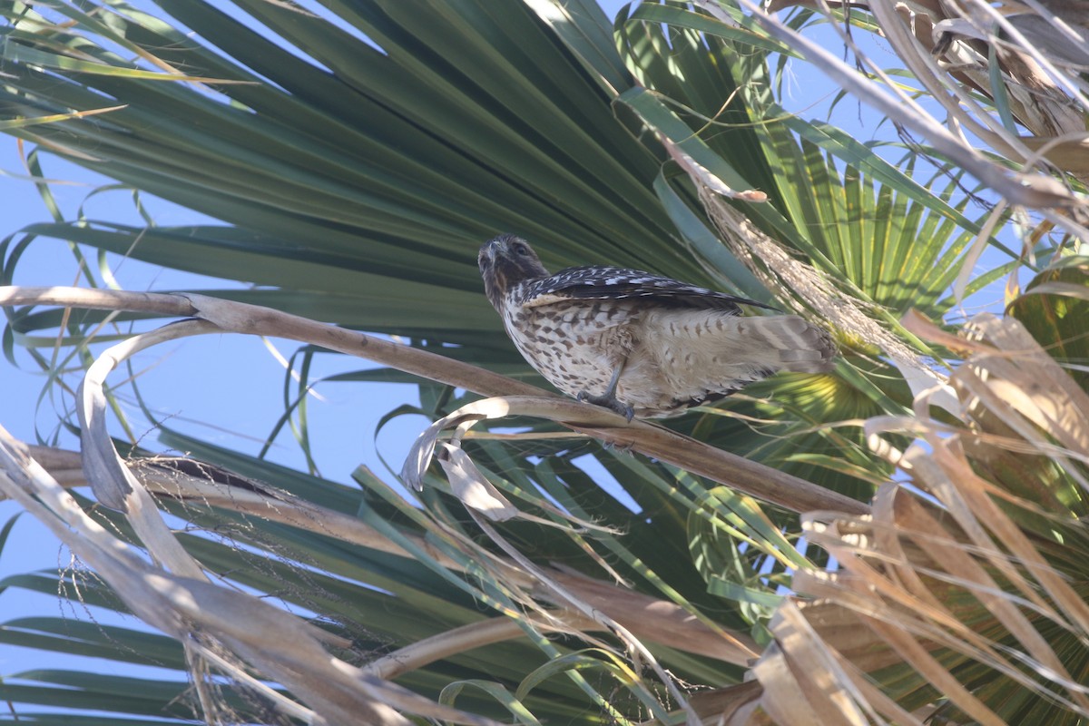 Red-shouldered Hawk - ML390144871