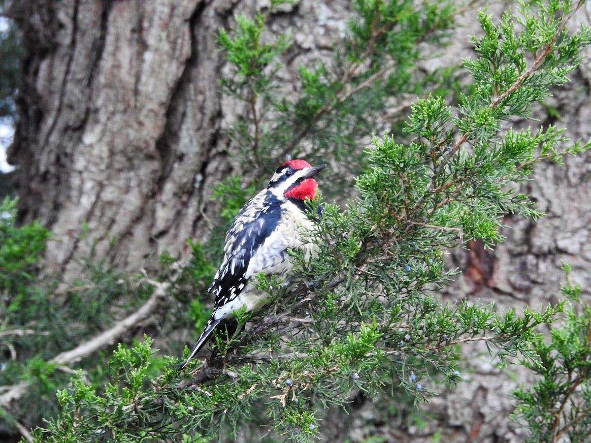 Yellow-bellied Sapsucker - ML390145621