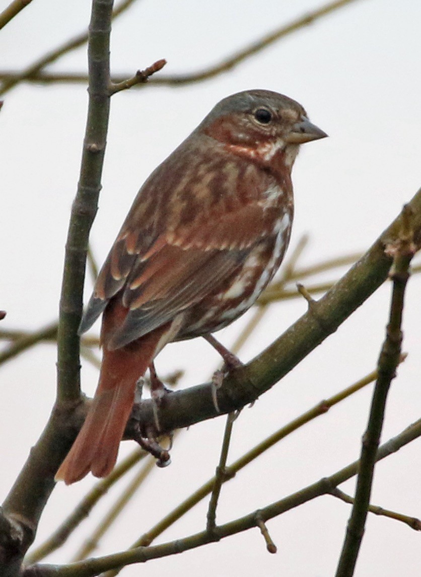 Fox Sparrow - William Parkin