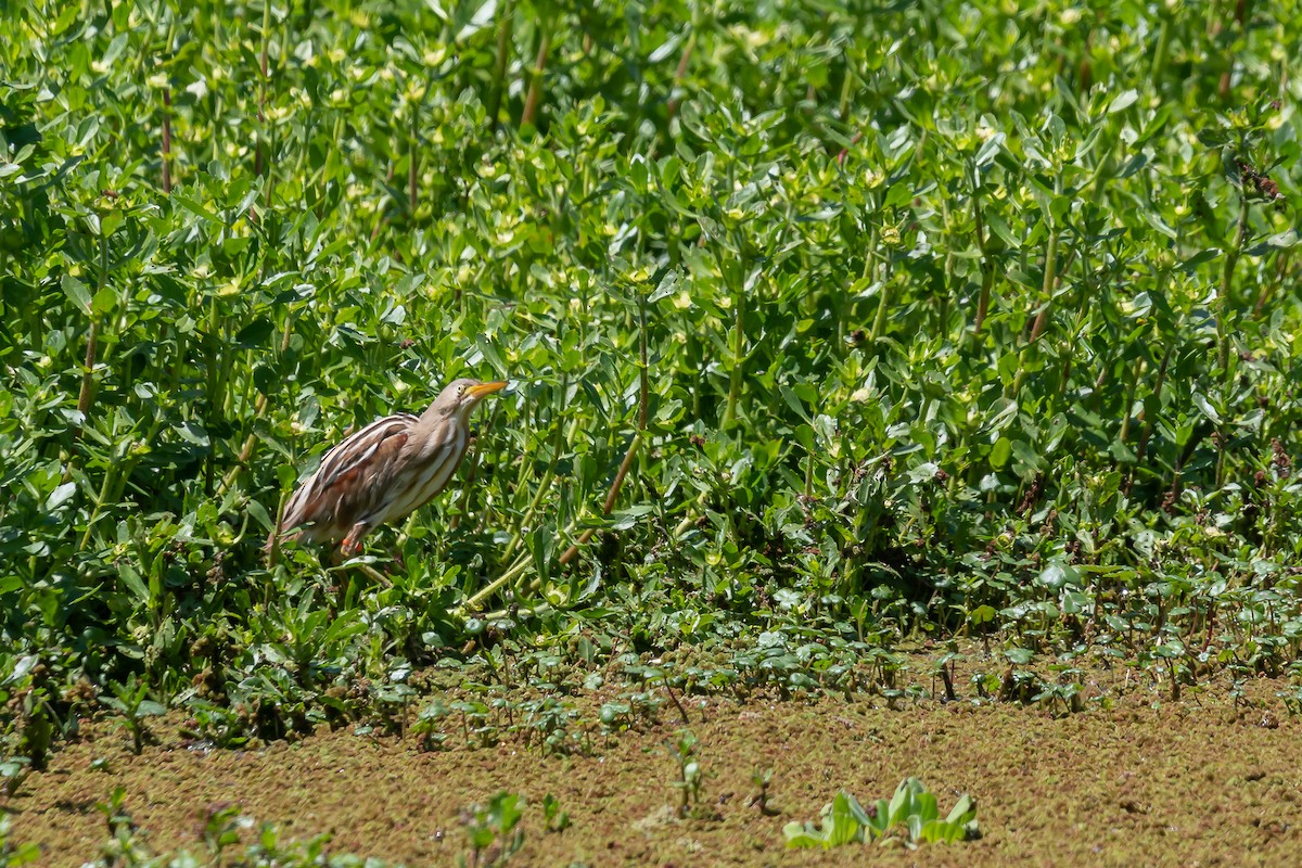 Stripe-backed Bittern - Pablo Ramos