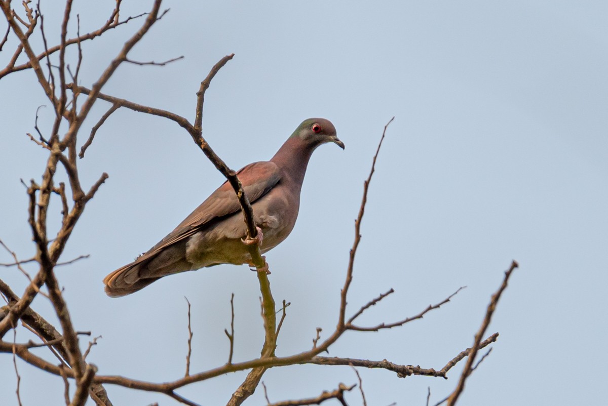 Pale-vented Pigeon - ML390148031