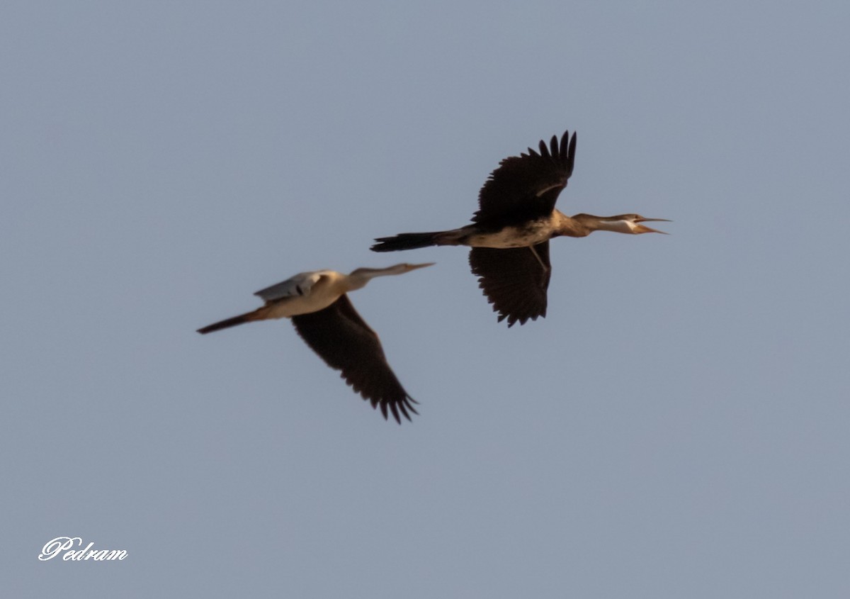 African Darter - ML390149131