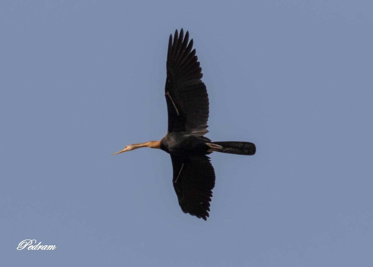 African Darter - ML390149161