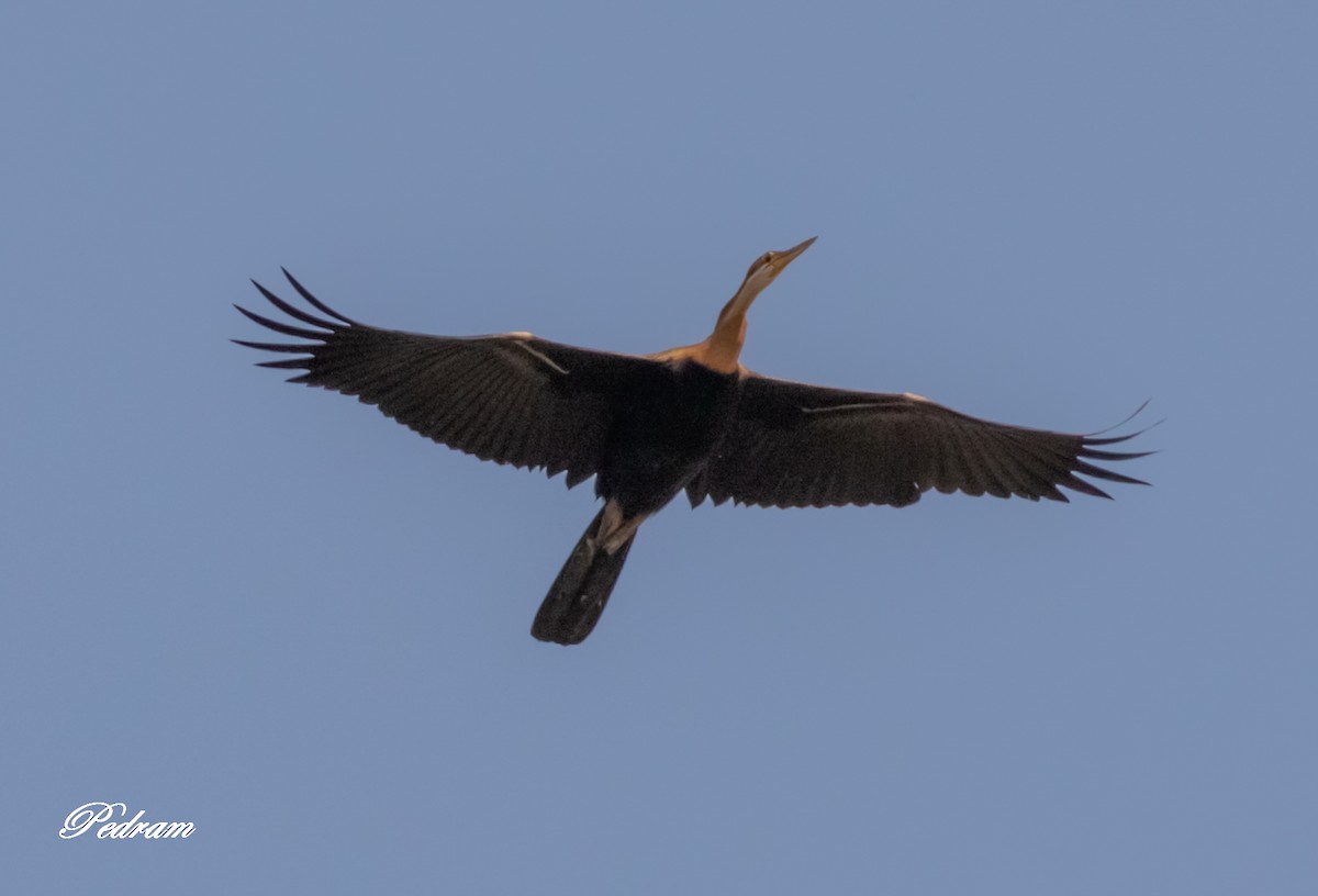 African Darter - ML390149221